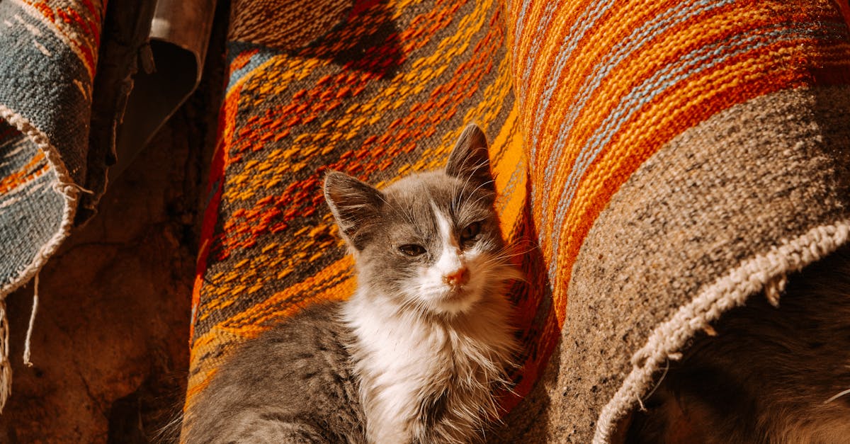 How do you match a rug to decor?